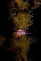 Nudibranch (Flabellina pedata) shot in Peniche, Portugal, using a Canon EOS 300D in Nimar housing, Sigma 50mm macro, Ikelite 100a strobe 